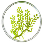 Algae Extract