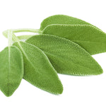 Sage Oil