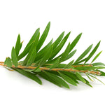 Tea Tree Oil